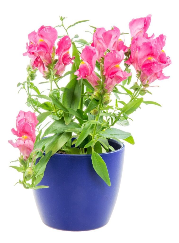 rose snapdragon as dog-friendly indoor plant